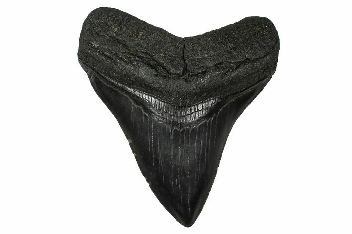 Serrated, Fossil Megalodon Tooth - South Carolina #374751